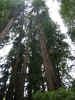 redwoods.jpg (234476 bytes)